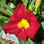 Hemerocallis Here Comes Santa Claus